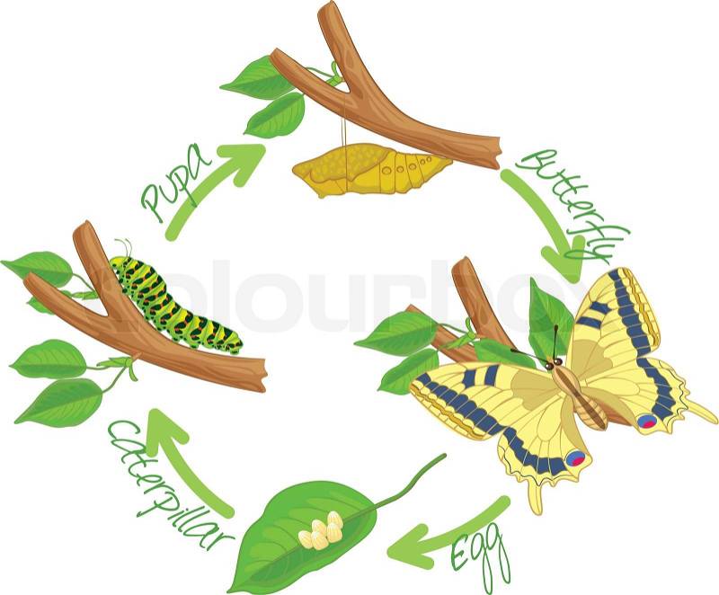 free clip art butterfly egg - photo #26