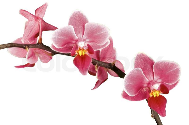 clipart orchideen kostenlos - photo #39