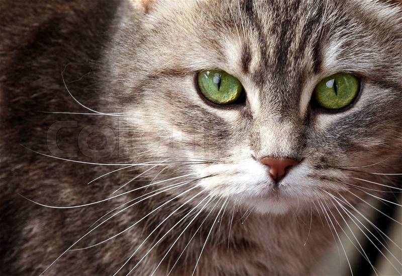 Graue Katze mit grünen Augen | Stockfoto | Colourbox