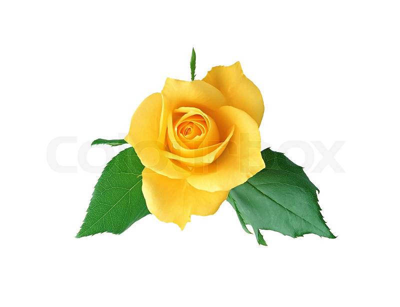 clipart rose jaune - photo #20