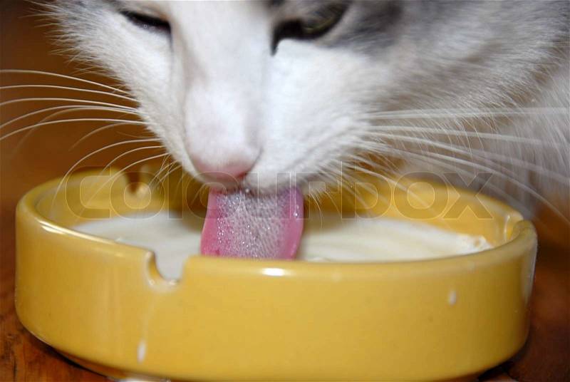 Weiße Katze Zunge Nahaufnahme über gelb Trinkmilch | Stockfoto | Colourbox