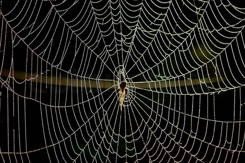spinne und spinnennetz stockfoto
