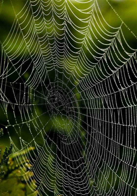 das spinnennetz von einer spinne im   stockfoto