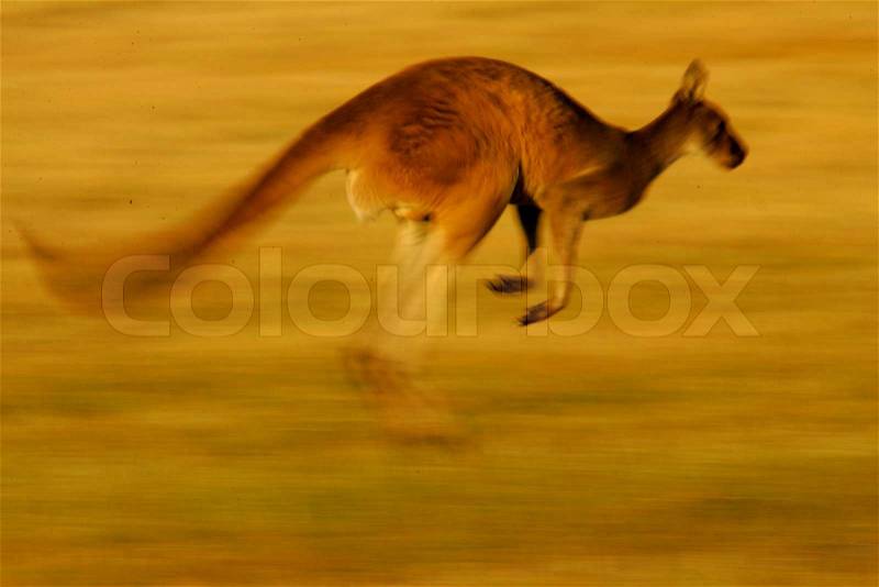 Känguru, tier, australien | Stockfoto | Colourbox