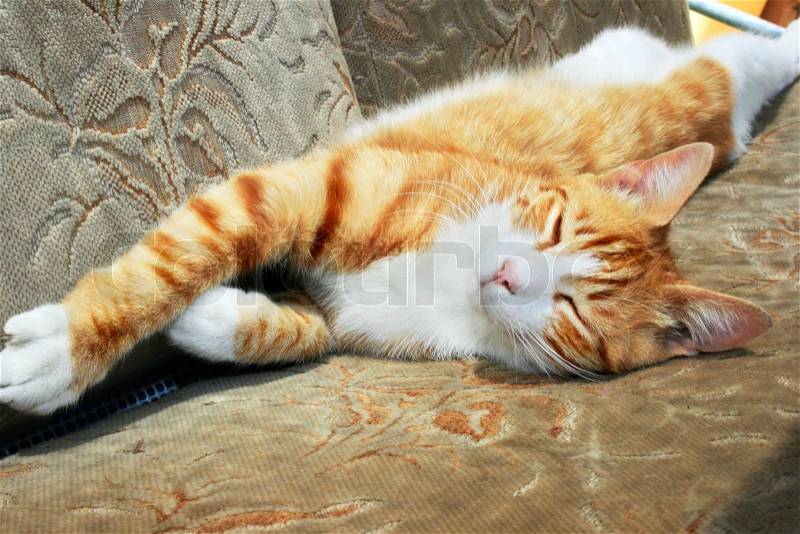 https://www.colourbox.de/preview/2643556-sleeping-red-cat-on-sofa.jpg