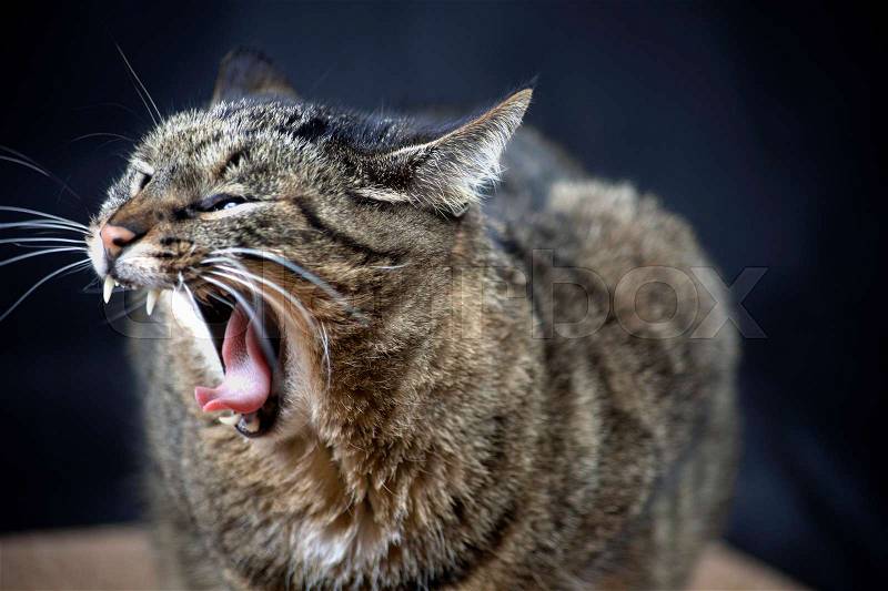 Wütende Katze Faucht Stock Bild Colourbox