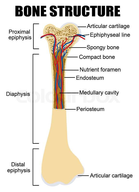 Schematische Darstellung der menschlichen Anatomie Knochen | Stock